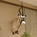 Oryx abnorm (Oryx gazella) Antilope Kopf Schulter Präparat Höhe 144 cm afrikanisch Spießbock 95.3.21