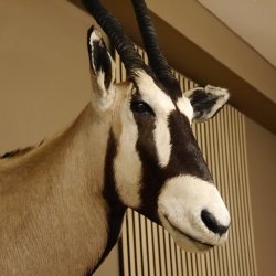 Oryx abnorm (Oryx gazella) Antilope Kopf Schulter Präparat Höhe 144 cm afrikanisch Spießbock 95.3.21