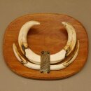 Warzenschwein Waffen Hauer max.18-27 cm Keiler Gewaff Afrika Trophäenschild 88.15.57