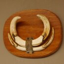 Warzenschwein Waffen Hauer max.18-27 cm Keiler Gewaff Afrika Trophäenschild 88.15.57