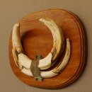 Warzenschwein Waffen Hauer max.18-27 cm Keiler Gewaff Afrika Trophäenschild 88.15.57