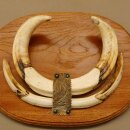 Warzenschwein Waffen Hauer max.18-27 cm Keiler Gewaff Afrika Trophäenschild 88.15.57