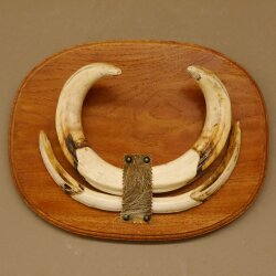 Warzenschwein Waffen Hauer max.18-27 cm Keiler Gewaff Afrika Trophäenschild 88.15.57