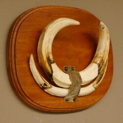 Warzenschwein Waffen Hauer max.18-27 cm Keiler Gewaff Afrika Trophäenschild 88.15.57