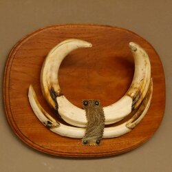 Warzenschwein Waffen Hauer max.18-27 cm Keiler Gewaff Afrika Trophäenschild 88.15.57