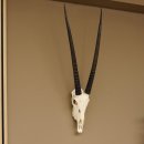 Oryx (Oryx gazella) Hornl&auml;nge 76 cm Antilope Spie&szlig;bock Afrika Sch&auml;deltroph&auml;e H&ouml;rner lose 88.3.100