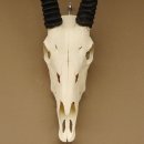 Oryx (Oryx gazella) Hornl&auml;nge 76 cm Antilope Spie&szlig;bock Afrika Sch&auml;deltroph&auml;e H&ouml;rner lose 88.3.100