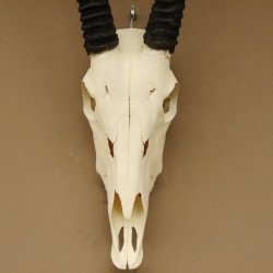 Oryx (Oryx gazella) Hornlänge 76 cm Antilope Spießbock Afrika Schädeltrophäe Hörner lose 88.3.100