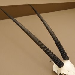 Oryx (Oryx gazella) Hornlänge 76 cm Antilope Spießbock Afrika Schädeltrophäe Hörner lose 88.3.100