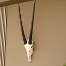 Oryx (Oryx gazella) Hornlänge 78 cm Antilope...