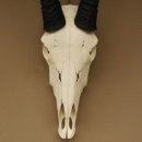 Oryx (Oryx gazella) Hornl&auml;nge 78 cm Antilope Spie&szlig;bock Afrika Sch&auml;deltroph&auml;e H&ouml;rner lose 88.3.101