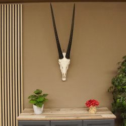 Oryx (Oryx gazella) Hornlänge 78 cm Antilope Spießbock Afrika Schädeltrophäe Hörner lose 88.3.101