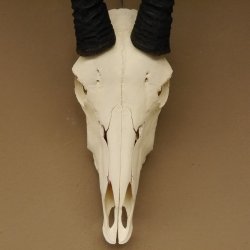 Oryx (Oryx gazella) Hornlänge 78 cm Antilope Spießbock Afrika Schädeltrophäe Hörner lose 88.3.101