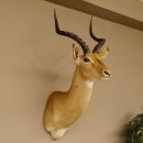 Impala Antilope Hornlänge 54 cm Afrika Kopf Schulter...