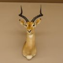 Impala Antilope Hornlänge 54 cm Afrika Kopf Schulter Präparat Trophäe 95.4.19