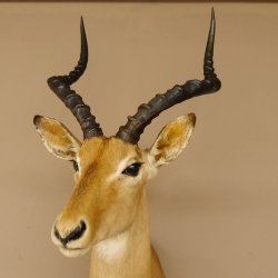 Impala Antilope Hornlänge 54 cm Afrika Kopf Schulter Präparat Trophäe 95.4.19
