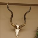 Kudu Antilope Hornlänge: 124 cm...