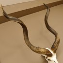 Kudu Antilope Hornl&auml;nge: 124 cm Sch&auml;deltroph&auml;e Afrika Troph&auml;e H&ouml;rner lose 88.2.55