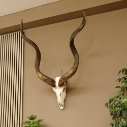 Kudu Antilope Hornlänge: 124 cm Schädeltrophäe Afrika Trophäe Hörner lose 88.2.55