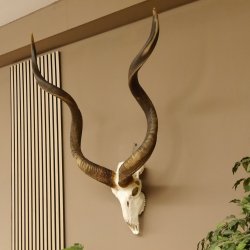 Kudu Antilope Hornlänge: 124 cm Schädeltrophäe Afrika Trophäe Hörner lose 88.2.55
