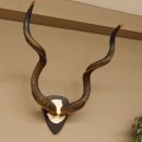 Kudu Antilope Hornlänge 131 cm...