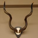 Kudu Antilope Hornl&auml;nge 131 cm Sch&auml;deltroph&auml;e H&ouml;rner lose Afrika Troph&auml;e Troph&auml;enschild 88.2.56