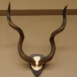 Kudu Antilope Hornlänge 131 cm Schädeltrophäe Hörner lose Afrika Trophäe Trophäenschild 88.2.56