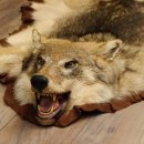 Europäischer Wolf (Canis lupus lupus) Fell Vorleger...