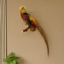 Goldfasan Vogel Präparat Höhe 86 cm...