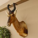 Hartebeest Kuh Antilope Kopf Präparat Hornlänge...