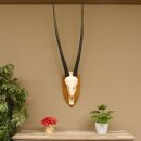 Oryx (Oryx gazella) Horn length 92 cm Antelope Spear buck Africa Skull trophy Horns loose 88.3.102