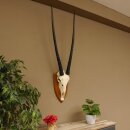 Oryx (Oryx gazella) Horn length 92 cm Antelope Spear buck Africa Skull trophy Horns loose 88.3.102