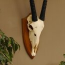 Oryx (Oryx gazella) Horn length 92 cm Antelope Spear buck Africa Skull trophy Horns loose 88.3.102