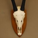 Oryx (Oryx gazella) Horn length 92 cm Antelope Spear buck Africa Skull trophy Horns loose 88.3.102
