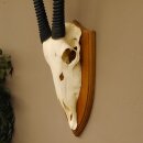 Oryx (Oryx gazella) Horn length 92 cm Antelope Spear buck Africa Skull trophy Horns loose 88.3.102