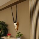 Oryx (Oryx gazella) Horn length 92 cm Antelope Spear buck Africa Skull trophy Horns loose 88.3.102