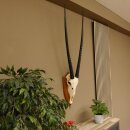 Oryx (Oryx gazella) Horn length 92 cm Antelope Spear buck Africa Skull trophy Horns loose 88.3.102