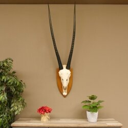 Oryx (Oryx gazella) Horn length 92 cm Antelope Spear buck Africa Skull trophy Horns loose 88.3.102