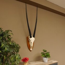 Oryx (Oryx gazella) Horn length 92 cm Antelope Spear buck Africa Skull trophy Horns loose 88.3.102