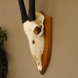 Oryx (Oryx gazella) Horn length 92 cm Antelope Spear buck Africa Skull trophy Horns loose 88.3.102