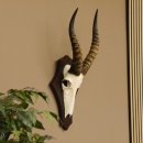 Blessbock Antilope Afrika Schädeltrophäe...