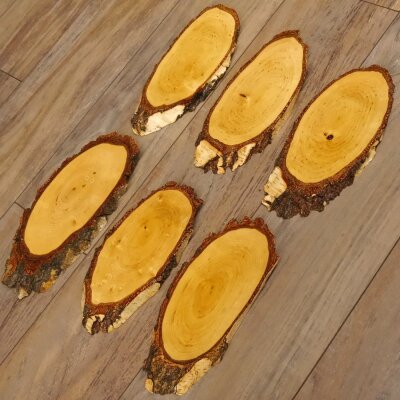 6 large birch shields, used, AF 21 cm, trophy shield set 51.10.15