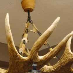 Geweihlampe aus 3 Elchschaufeln 6 flammig und Hirschrosen H 75 cm Jagdmotiv Lampe Geweih Leuchte
