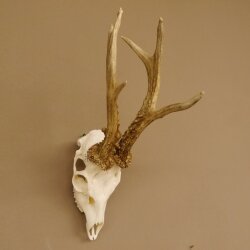 Rehgeweih Reh Bock Geweih Gehörn 455 g in 2005 491 g