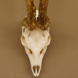 Rehgeweih Reh Bock Geweih Gehörn 455 g in 2005 491 g