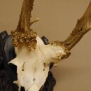 Rehgeweih abnorm Rosenstockbruch Reh Bock Geweih Gehörn Trophäenschild