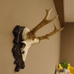 Rehgeweih abnorm Rosenstockbruch Reh Bock Geweih Gehörn Trophäenschild