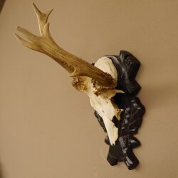 Rehgeweih abnorm Rosenstockbruch Reh Bock Geweih Gehörn Trophäenschild