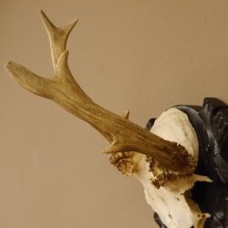 Rehgeweih abnorm Rosenstockbruch Reh Bock Geweih Gehörn Trophäenschild