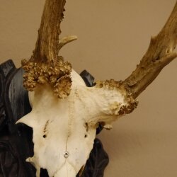 Rehgeweih abnorm Rosenstockbruch Reh Bock Geweih Gehörn Trophäenschild